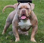 Old english bulldog reu, Dieren en Toebehoren, Reu, 1 tot 2 jaar, Parvo, Bulldog