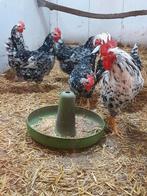 Broedeieren Pita Pinta, Dieren en Toebehoren, Pluimvee, Geslacht onbekend, Kip