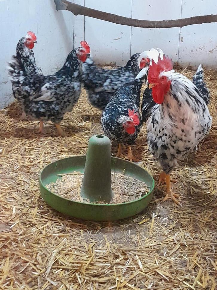 Broedeieren Pita Pinta, Dieren en Toebehoren, Pluimvee, Kip, Geslacht onbekend