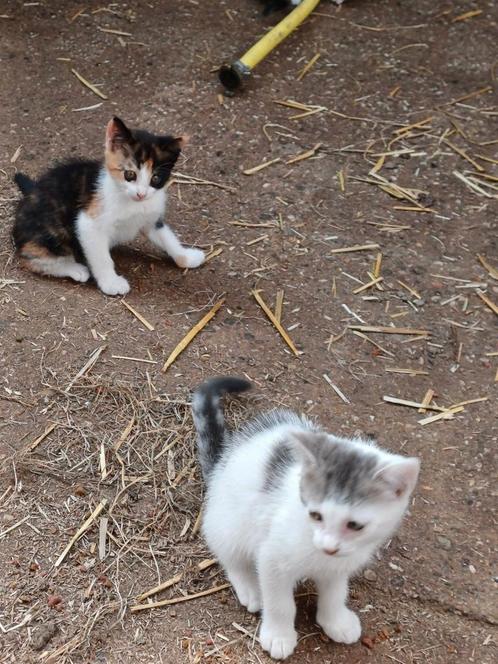 Kittens van de boerderij, Dieren en Toebehoren, Katten en Kittens | Overige Katten