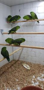 Catharinaparkieten, Dieren en Toebehoren, Vogels | Parkieten en Papegaaien, Meerdere dieren, Parkiet, Geringd