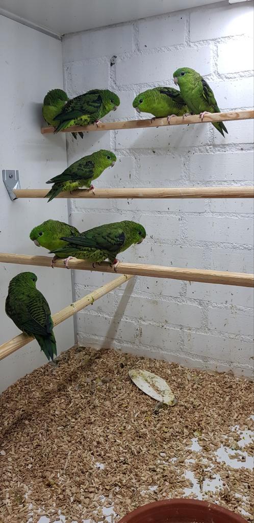 Catharinaparkieten, Dieren en Toebehoren, Vogels | Parkieten en Papegaaien, Parkiet, Meerdere dieren, Geringd