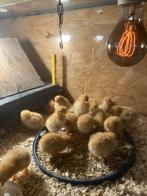 New Hampshire kriel kuikentjes, Dieren en Toebehoren, Geslacht onbekend, Kip