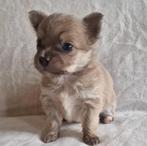 Chihuahua Pup (reutje), Dieren en Toebehoren, Honden | Chihuahua's en Gezelschapshonden, België, Particulier, Reu, CDV (hondenziekte)