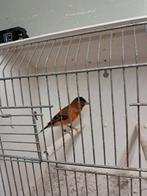 F1 man kapoetsensijs x raza kanarie, Dieren en Toebehoren, Vogels | Overige Vogels, Mannelijk, Wildzangvogel, Geringd