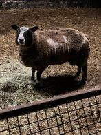 Mooie luxe bonte dekram, Mannelijk, Schaap