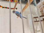 Baby parkietje, Dieren en Toebehoren, Geslacht onbekend, Dwergpapegaai of Agapornis, Tam