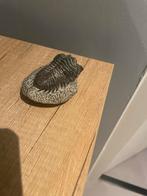 Fossielen, Ophalen of Verzenden, Fossiel