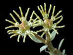 Caudex Euphorbia Globosa in de 12 cm pot., Huis en Inrichting, Kamerplanten, Overige soorten, Minder dan 100 cm, Ophalen of Verzenden