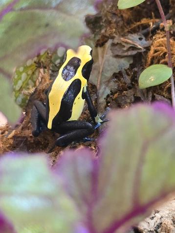 Dendrobates tinctorius brasil / nikita kweekgroep met jongen beschikbaar voor biedingen