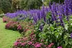 Bodembedekkers tuinplanten en heesters, Ophalen of Verzenden, Bodembedekkers, Halfschaduw