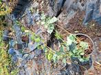 Hedera hybernica (klimop), Tuin en Terras, Planten | Tuinplanten, Vaste plant, Ophalen of Verzenden, Bloeit niet, Halfschaduw