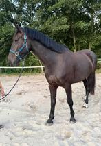 Lieve knappe kwpn ruin aangeboden, Dieren en Toebehoren, Ruin