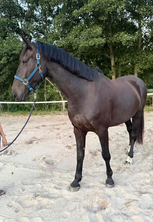 Lieve knappe kwpn ruin aangeboden, Dieren en Toebehoren, Paarden, Ruin