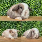 Lieve minilop x Ned Hangoor Dwerg konijn/konijntjes, Dieren en Toebehoren, Konijnen, Meerdere dieren, Dwerg, Hangoor, 0 tot 2 jaar