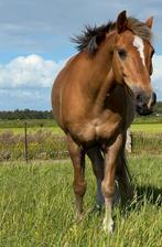 Menpony d maat, Dieren en Toebehoren, Pony's, Gechipt, Ruin, L, 11 jaar of ouder