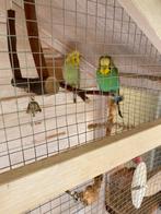 GRATIS 2 engelse parkieten man /vrouw, Dieren en Toebehoren, Meerdere dieren, Parkiet