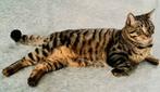 Met SPOED nieuw huisje gezocht raszuivere Britskorthaar kate, Gechipt, Kater