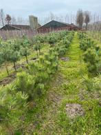 Pinus nigra en sylvestris of grove den, Ophalen of Verzenden, Overige soorten, Minder dan 100 cm