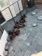 Nog 2 mooie mechelse herder teefjes te koop!!, Dieren en Toebehoren, Honden | Herdershonden en Veedrijvers, 8 tot 15 weken, Teef