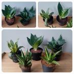 Sanseveria verplantjes 5-15cm, Huis en Inrichting, Kamerplanten, Ophalen, Vetplant, Halfschaduw, In pot