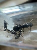 Camponotus aethiops, Mieren