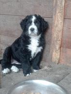 Berner Sennen x friese stabij pups, Rabiës (hondsdolheid), Overige rassen, 8 tot 15 weken, Teef