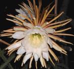 epiphyllum  cactus grandi flores gewortelde stekken, Huis en Inrichting, Kamerplanten, Minder dan 100 cm, Bloeiende kamerplant