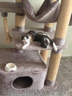 Kittens poes&kater, Dieren en Toebehoren, Katten en Kittens | Raskatten | Korthaar, Meerdere dieren, Gechipt, 0 tot 2 jaar