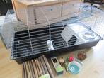 Cavia kooi, Dieren en Toebehoren, Knaagdieren, September, Mannelijk, Overige typen