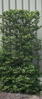 Fagus Sylvatica  Groene Beuk, Tuin en Terras, Planten | Bomen, Ophalen, Bloeit niet, Halfschaduw, Overige soorten