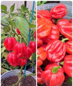 Zaden peper habanero rood, Tuin en Terras, Verzenden, Volle zon