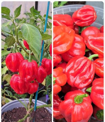 Zaden peper habanero rood  beschikbaar voor biedingen