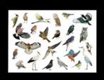 Vogels IJsvogel Uil Ekster Vlaamse Gaai Pimpelmees Ooievaar., Ophalen of Verzenden, 1980 tot heden, Ongelopen, Vogel