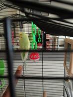 Gratis afhalen, Dieren en Toebehoren, Vogels | Kanaries, Mannelijk