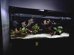 Juwel 240 aquarium, Dieren en Toebehoren, Ophalen of Verzenden, Verlichting of Verwarming