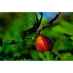 Ficus Carica 'brown Turkey' - Vijgenboom g69894, Tuin en Terras, Ophalen of Verzenden