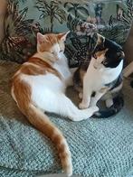 ❣️Prachtige Rood-Witte Kitten-Laatste❣️, Dieren en Toebehoren, Katten en Kittens | Overige Katten, Kater