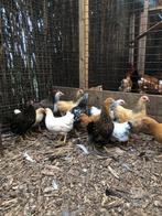 Wyandotte krielkippen, rustige en tamme kippen!, Vrouwelijk, Kip