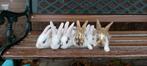 4 jonge konijnen te koop, Dieren en Toebehoren, Konijnen, Meerdere dieren, Middelgroot, 0 tot 2 jaar