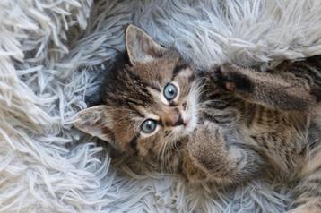 Te koop!

Superlieve, mooie grijze kitten beschikbaar voor biedingen