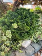 Hinoki cypress (kleine maat), Tuin en Terras, Ophalen, Overige soorten, Struik, Minder dan 100 cm