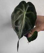 Alocasia Venom, Huis en Inrichting, Kamerplanten, Overige soorten, Minder dan 100 cm, Groene kamerplant, Halfschaduw