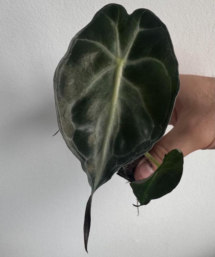 Alocasia Venom, Huis en Inrichting, Kamerplanten, Overige soorten, Minder dan 100 cm, Groene kamerplant, Halfschaduw, Ophalen of Verzenden