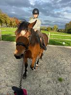 Verzorgpony gezocht, Dieren en Toebehoren, Ophalen of Verzenden, Zo goed als nieuw