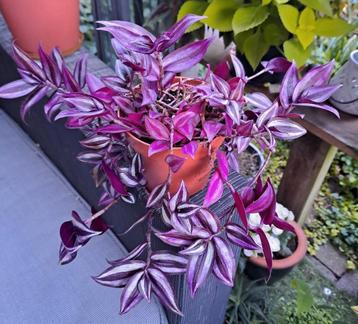 Tradescantia Hangplant Prachtige Kamerplant paars🪴OPHALEN🪴 beschikbaar voor biedingen