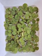 Drijfplantjes (Salvinia), Ophalen, Nieuw, Plant(en), Steen of Hout