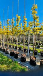 Gleditsia triacanthos 'Sunburst' 🌿, Ophalen, Volle zon, Overige soorten