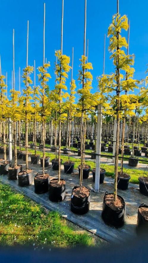 Gleditsia triacanthos 'Sunburst' 🌿, Tuin en Terras, Planten | Bomen, Overige soorten, Volle zon, Ophalen