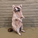 Opgezette wasbeer te koop, Verzamelen, Ophalen of Verzenden, Zo goed als nieuw, Vogel, Opgezet dier
